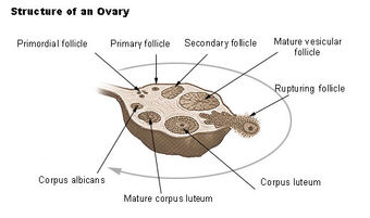 Corpus Luteum Psychology Wiki Fandom