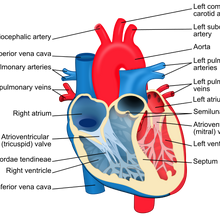 Heart Valves Psychology Wiki Fandom