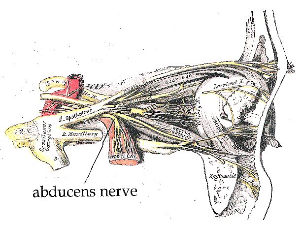 Abducens Nerve Psychology Wiki Fandom Powered By Wikia