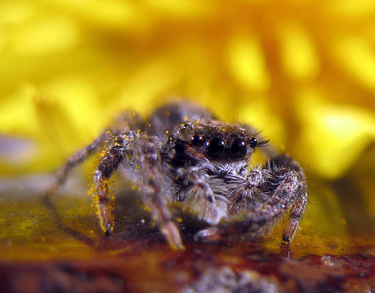 Spiders | Psychology Wiki | FANDOM powered by Wikia