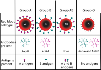 Blood Groups Psychology Wiki Fandom