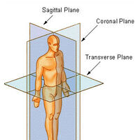 Anatomical Terms Of Location Psychology Wiki Fandom