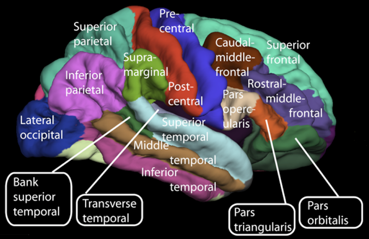 Orbital Part Of Inferior Frontal Gyrus Psychology Wiki Fandom Powered By Wikia