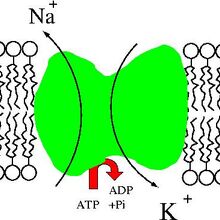 Sodium Potassium Pump Psychology Wiki Fandom