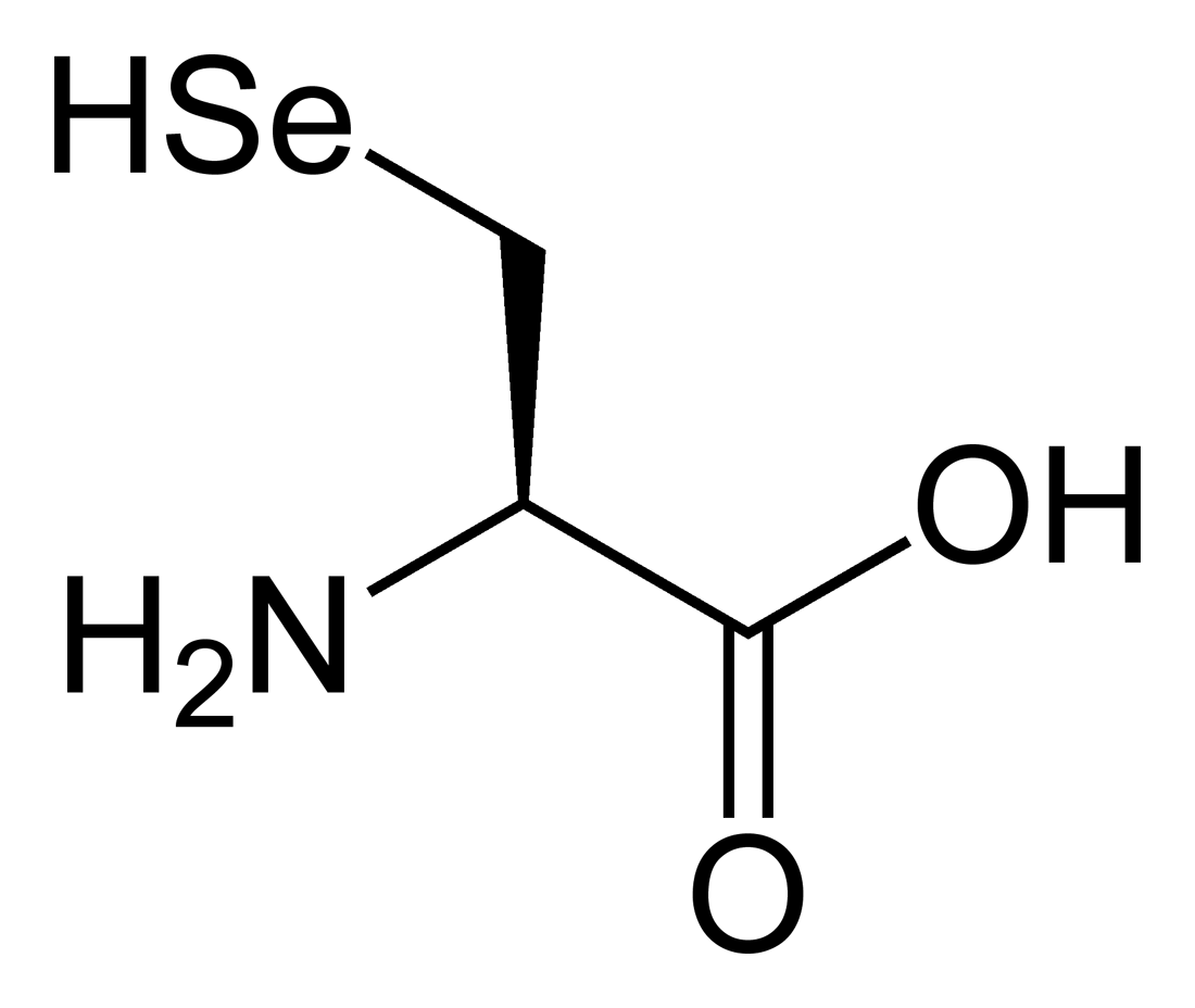 Selenocysteine | Psychology Wiki | FANDOM powered by Wikia