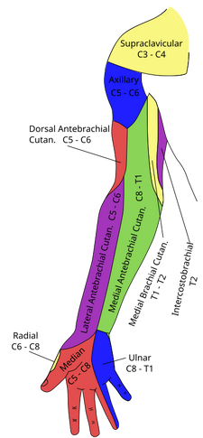 Cutaneous innervation of the upper limbs | Psychology Wiki | FANDOM
