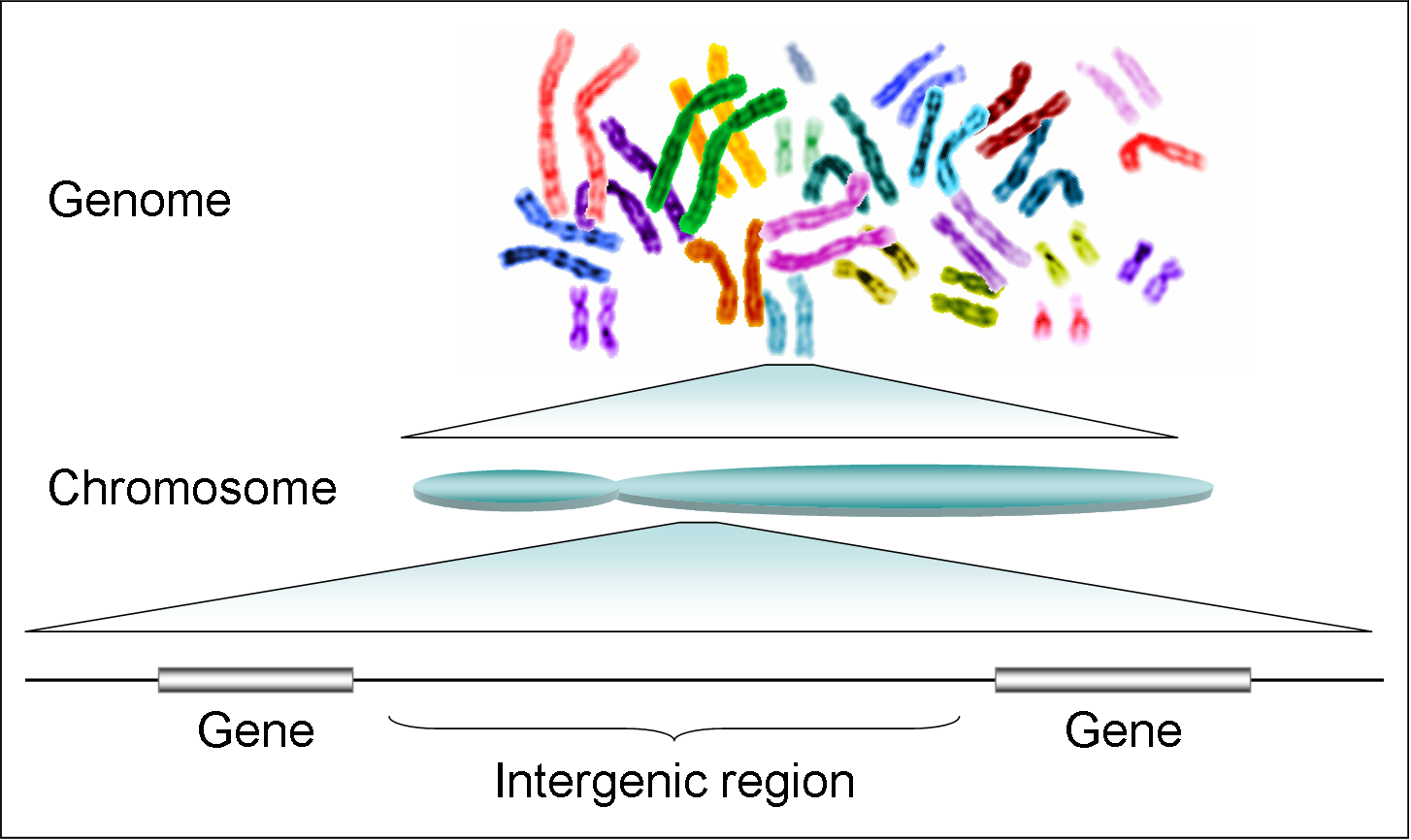 Human genome | Psychology Wiki | FANDOM powered by Wikia