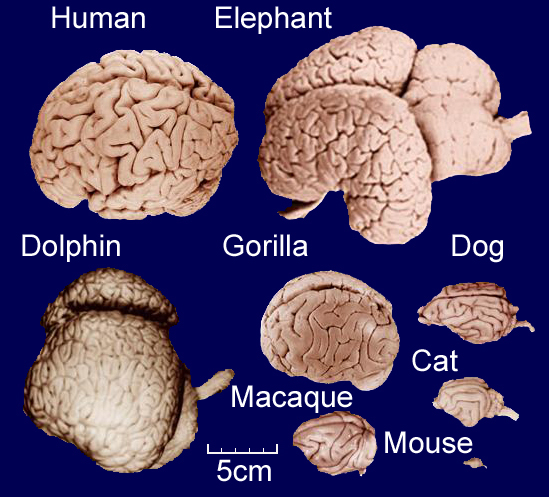 Brain To Body Mass Ratio Psychology Wiki Fandom