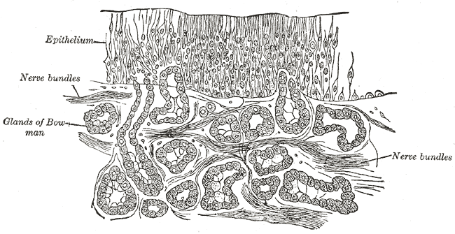 Olfactory Epithelium Psychology Wiki FANDOM Powered By Wikia olfactory-epithelium-psychology-wiki-fandom-powered-by-wikia
