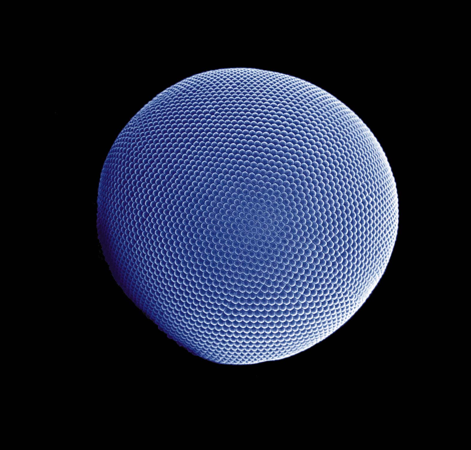 Compound eye Psychology Wiki FANDOM powered by Wikia