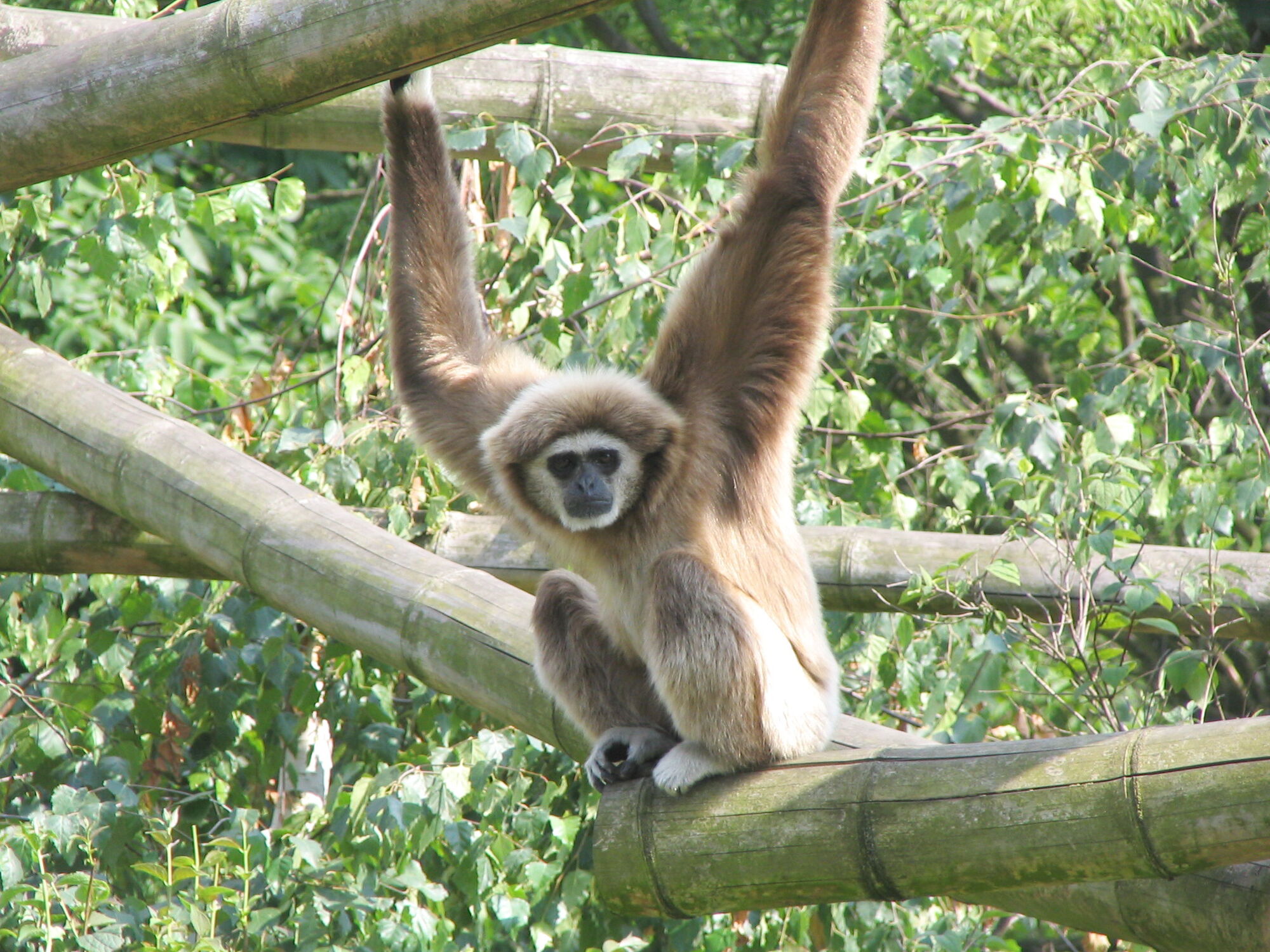 Gibbon Psychology Wiki Fandom Powered By Wikia