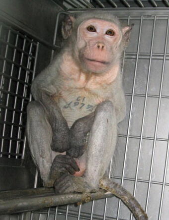 Non Human Primate Experiments Psychology Wiki Fandom