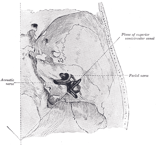 Vestibulocochlear nerve | Psychology Wiki | FANDOM powered by Wikia