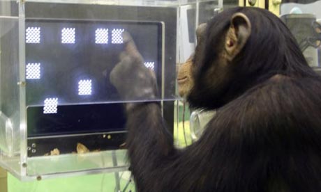 chimpanzee iq test