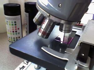Microscope with stained slide