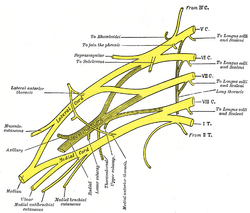 Medial cord | Psychology Wiki | FANDOM powered by Wikia