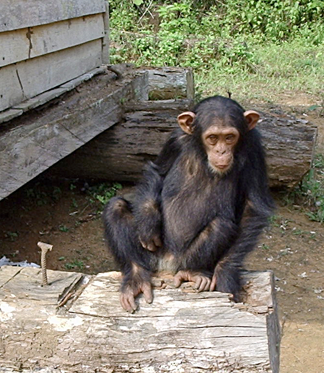 Chimpanzees Psychology Wiki Fandom Powered By Wikia