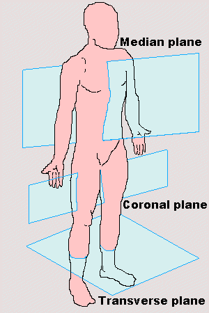 Anatomical Position Psychology Wiki Fandom