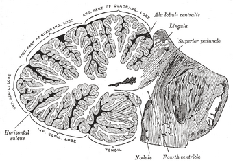 Cerebellum Psychology Wiki Fandom