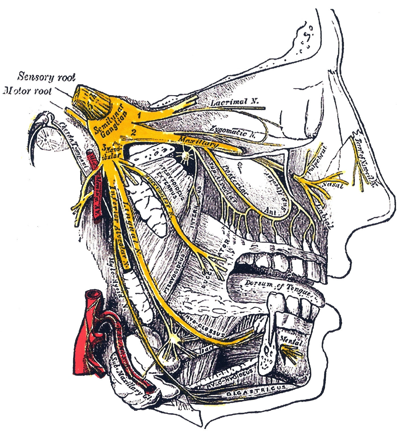 Trigeminal Nerve Psychology Wiki Fandom Powered By Wikia