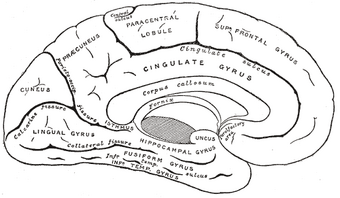 Interior Of The Cerebral Hemispheres Psychology Wiki Fandom