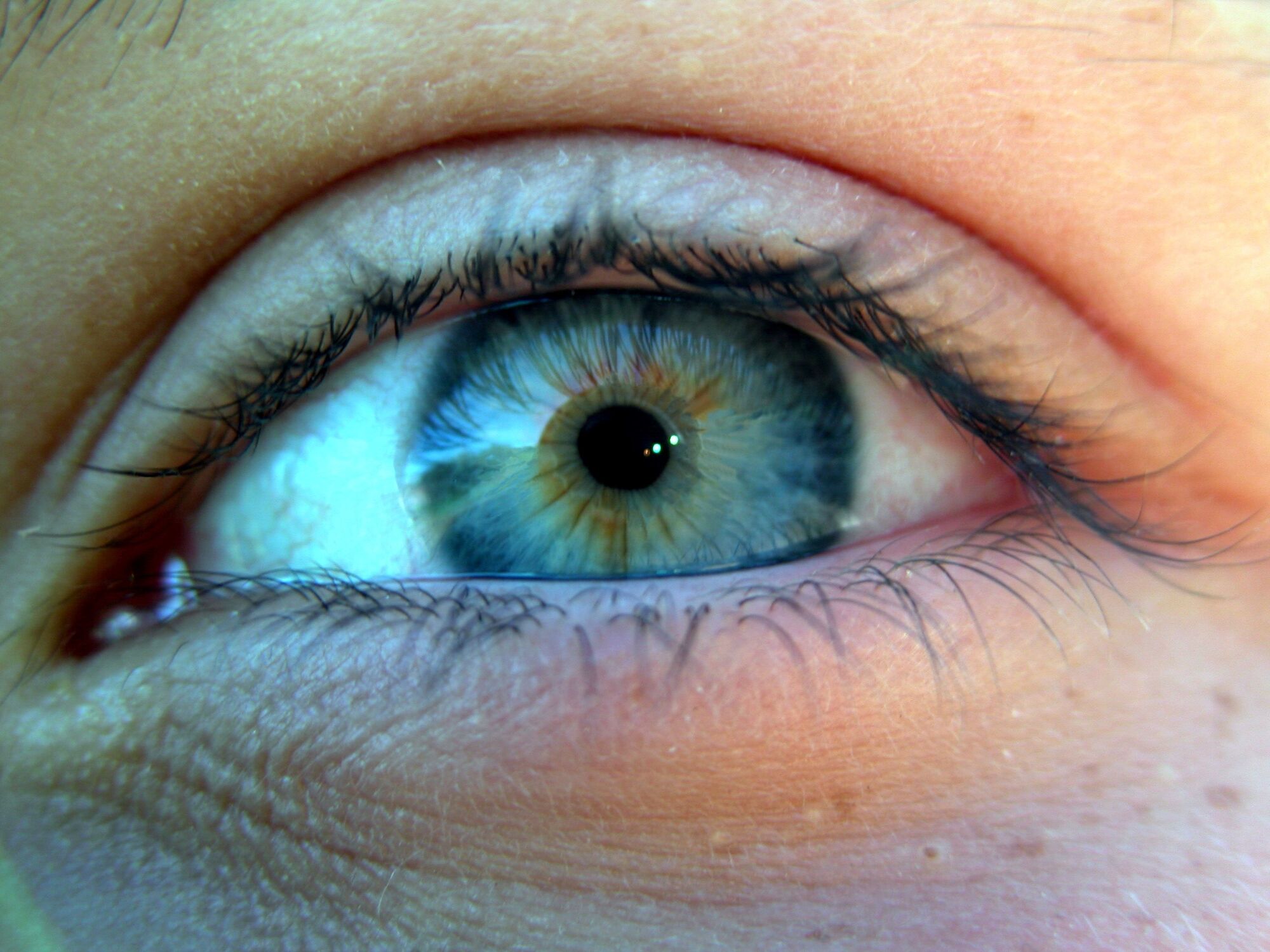 Eye (anatomy) | Psychology Wiki | FANDOM powered by Wikia