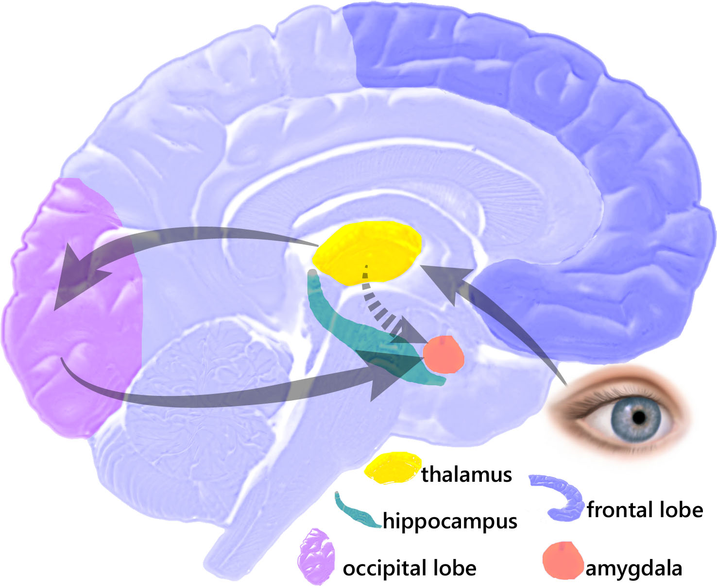 Amygdala Hijack Psychology Wiki Fandom Powered By Wikia