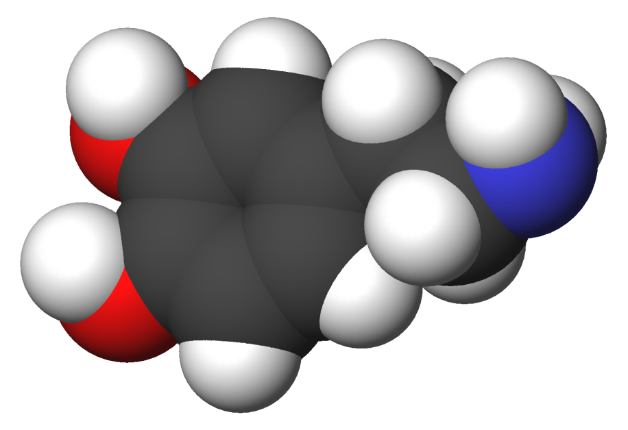 Dopamine Psychology Wiki Fandom Powered By Wikia