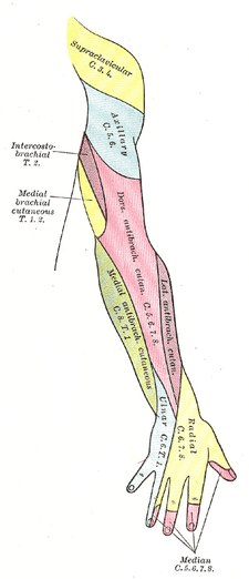 Cutaneous Innervation Of The Upper Limbs Psychology Wiki