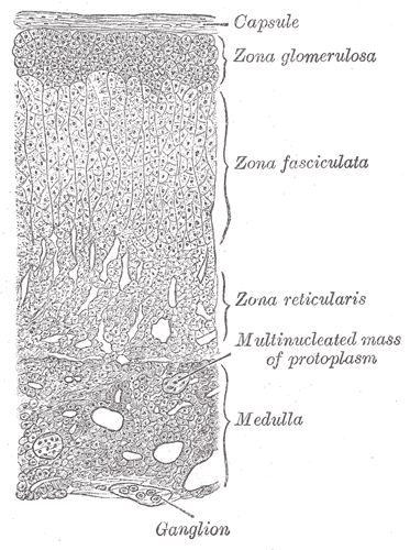 adrenal cortex activity