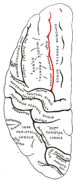 Superior frontal sulcus | Psychology Wiki | FANDOM powered by Wikia
