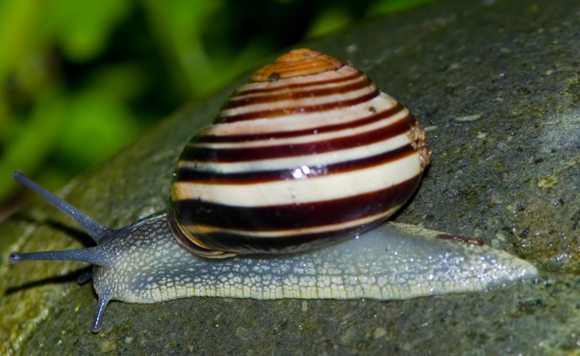 Snails Psychology Wiki Fandom Powered By Wikia The S Of Snails And Other Molluscs Some Snail Egg Casings Are Primarily Made Up Calcium Carbonate Because This Need In