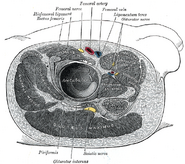 Femoral nerve | Psychology Wiki | FANDOM powered by Wikia