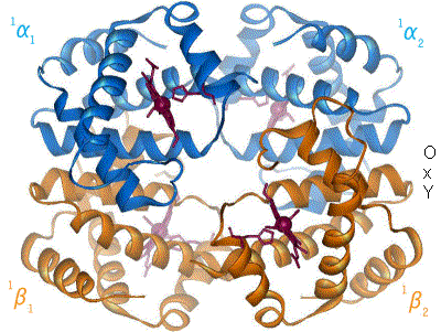 Hemoglobin t-r state ani