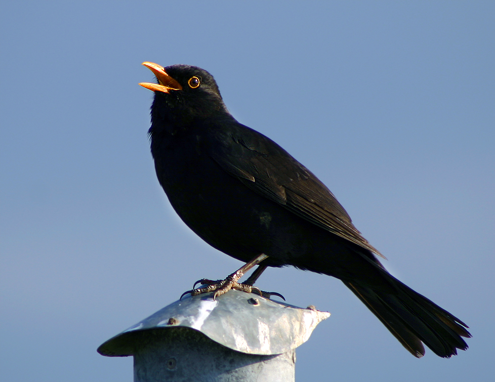 Bird Vocalization Psychology Wiki Fandom Powered By Wikia