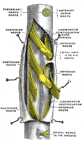 Spinal Nerves Psychology Wiki Fandom Powered By Wikia