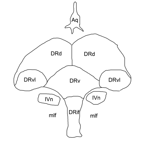 Dorsal Raphe Nucleus Psychology Wiki Fandom Powered By