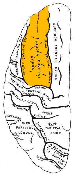 Middle Frontal Gyrus Psychology Wiki Fandom Powered By Wikia