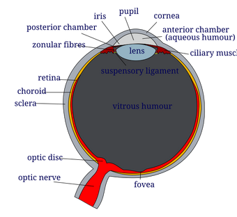 Difference Between Aqueous Humor And Vitreous Humor Compare The