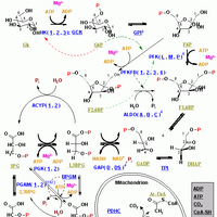 Glycolysis Psychology Wiki Fandom