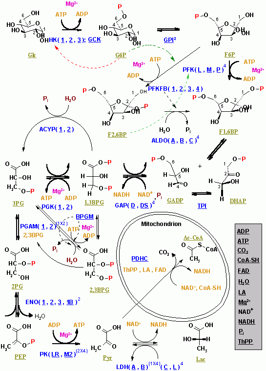 Glycolysis