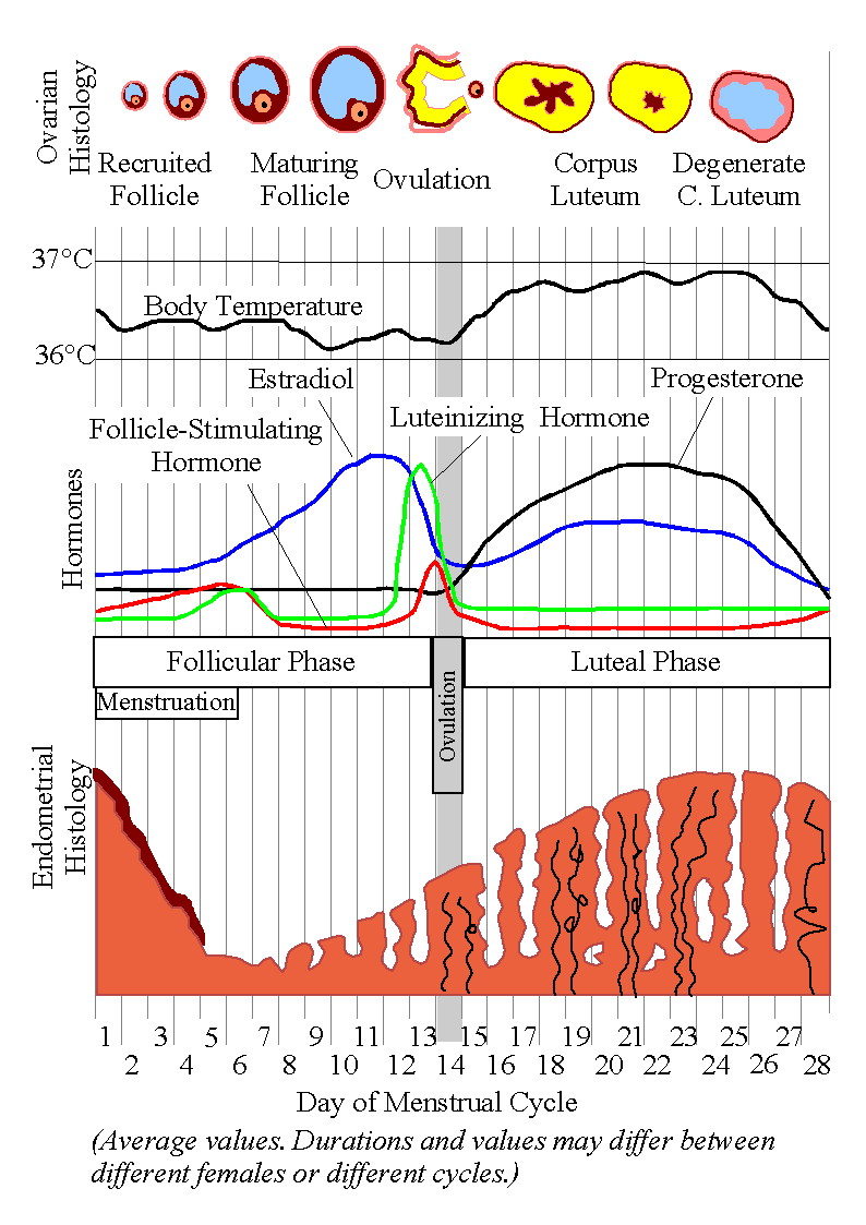 menstrual cycle psychology wiki fandom powered by wikia charting menstruation