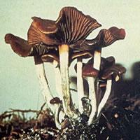 Shrooms