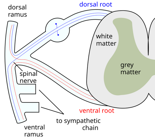 File:Spinal nerve.svg | Psychology Wiki | FANDOM powered by Wikia