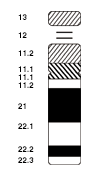 Chromosome 21