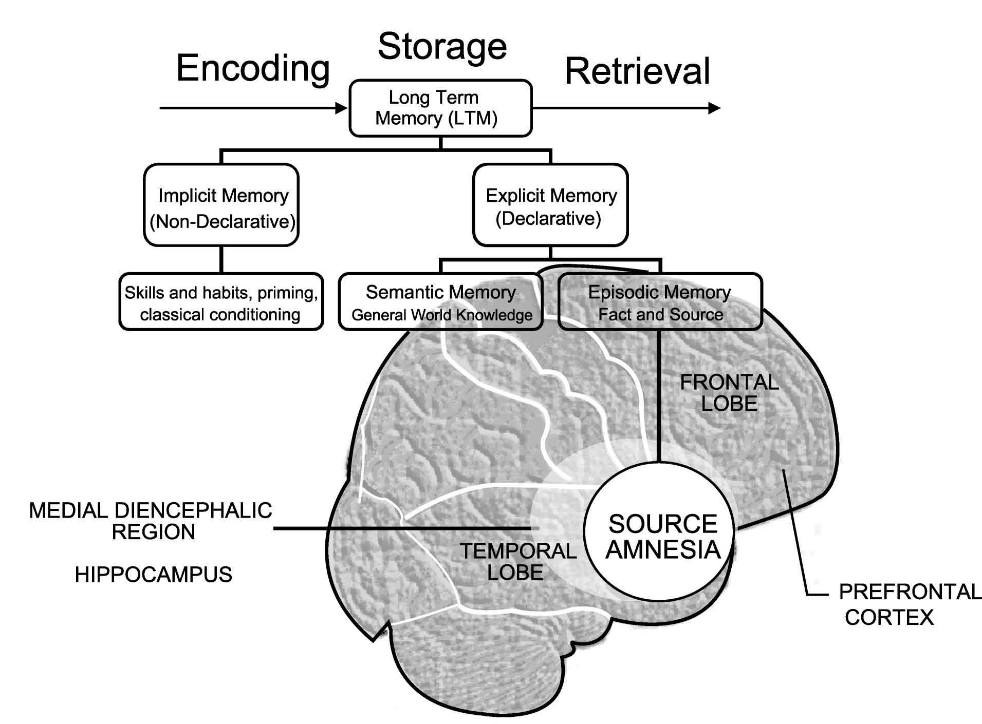 anterograde amnesia vs retrograde amnesia quizlet