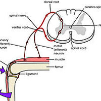 Reflex Arc Psychology Wiki Fandom