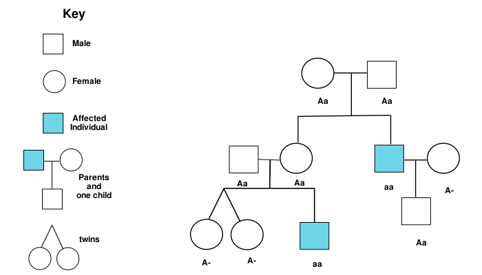 pedigree chart psychology wiki fandom powered by wikia pedigree format