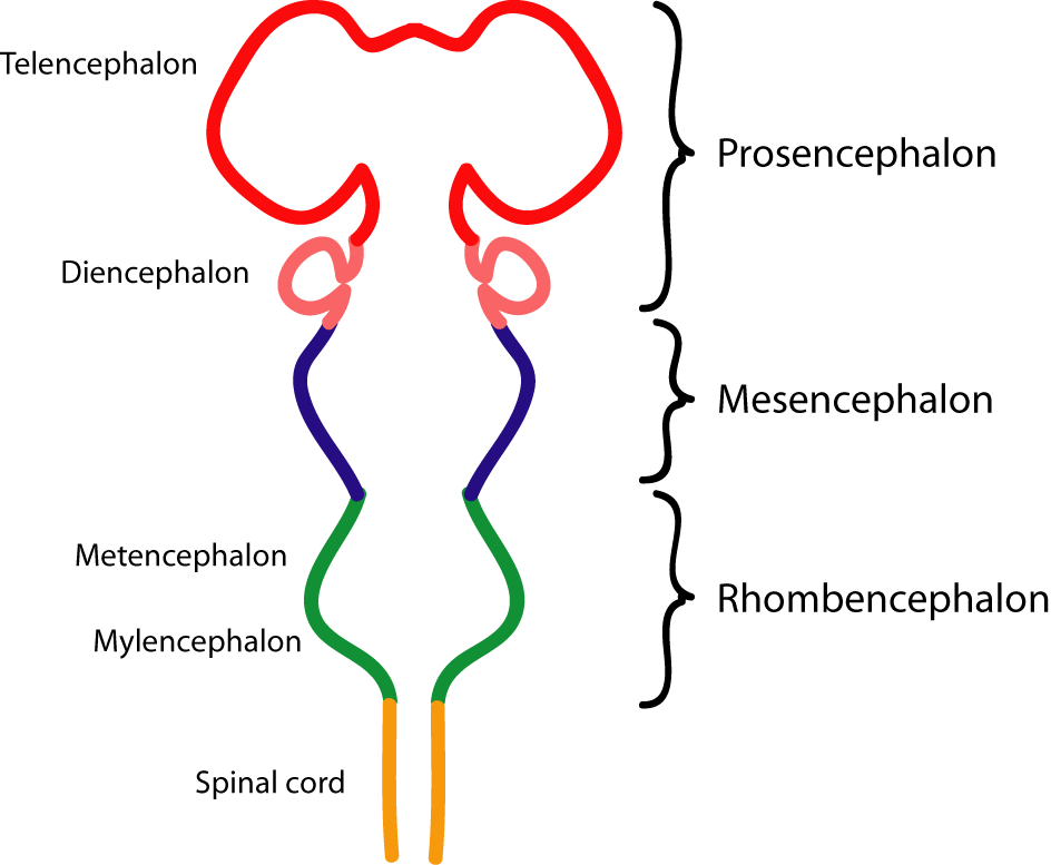 Image result for subdivisions of the embryonic brain