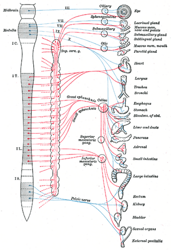 Synapse X Wikipedia